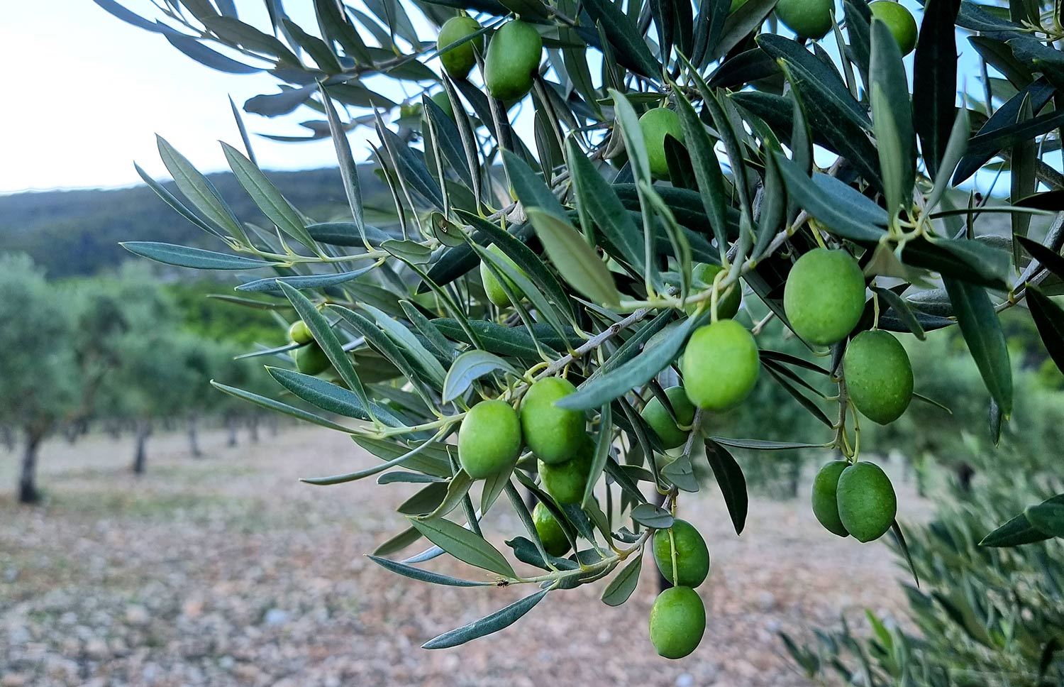 Masía Vilaplana | aceite de oliva picual 100%